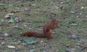 Formby squirrel